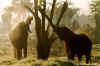 Elephants on Safari.jpg (66467 bytes)