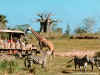 Zebra and Giraffe on Safari.jpg (90750 bytes)