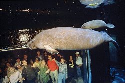 epcotlivingseas manatee.jpg (13634 bytes)